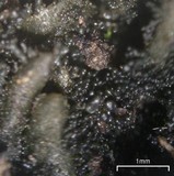 Collema subflaccidum image