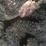 Collema subflaccidum image