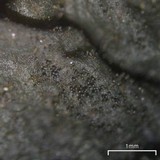 Collema subflaccidum image