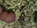 Cladonia caespiticia image