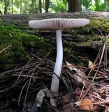 Amanita borealisorora image