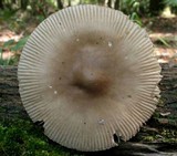 Amanita borealisorora image