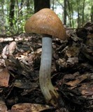 Cortinarius corrugatus image