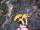 Suillus americanus image