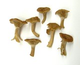 Clitocybe squamulosa image