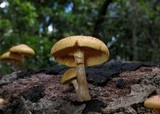 Gymnopilus aeruginosus image