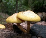 Gymnopilus aeruginosus image