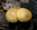 Gymnopilus aeruginosus image