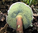 Caloboletus inedulis image