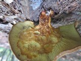 Boletinellus merulioides image