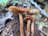 Tricholomopsis formosa image