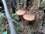 Tricholomopsis formosa image