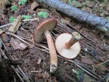 Tricholomopsis formosa image