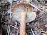 Tricholomopsis formosa image