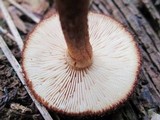 Tricholomopsis formosa image