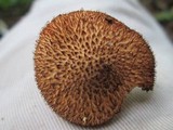 Tricholomopsis formosa image