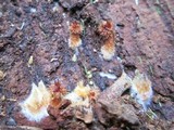 Tricholomopsis formosa image