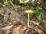 Heimioporus betula image