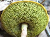 Heimioporus betula image