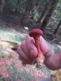 Suillus spraguei image