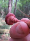Suillus spraguei image