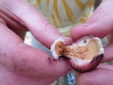 Suillus spraguei image