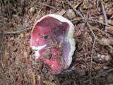 Russula mariae image