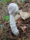 Hypomyces hyalinus image