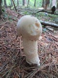 Hypomyces hyalinus image
