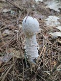 Hypomyces hyalinus image