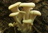 Pleurotus pulmonarius image