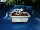 Lentinus tigrinus image