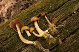 Mycena rutilantiformis image