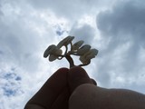 Lentinus tigrinus image