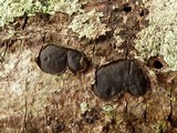Whalleya microplaca image