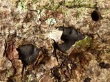 Whalleya microplaca image