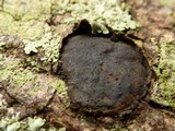 Whalleya microplaca image