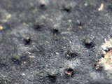 Whalleya microplaca image