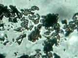 Whalleya microplaca image