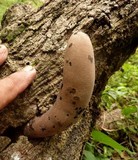 Xylaria poitei image