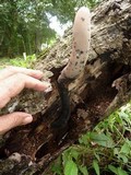 Xylaria poitei image