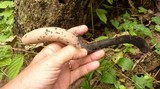 Xylaria poitei image