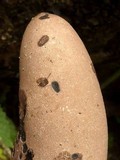 Xylaria poitei image