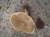 Lactarius subplinthogalus image