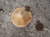 Lactarius subplinthogalus image