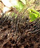 Xylaria scopiformis image