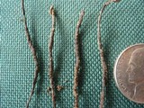 Xylaria scopiformis image