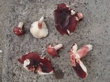 Russula mariae image
