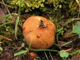 Scleroderma areolatum image
