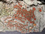 Haematomma persoonii image